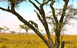 TANZANIA - Serengeti National Park - Leopardo - 09